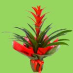 Guzmanya