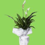 Spathiphyllum (Barış Çiçeği)